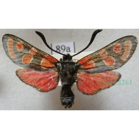 Zygaena carniolica (Scopoli, 1763) Kraśnik rzęsinowiec Deutschland89a